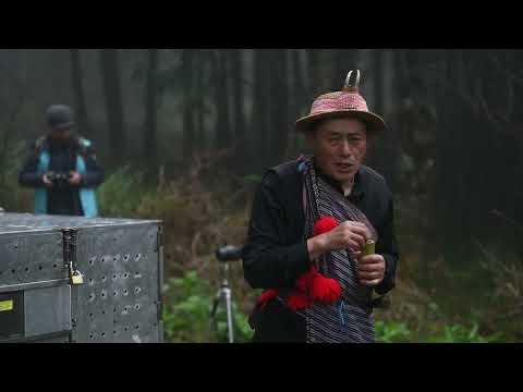 泰雅傳統古調吟唱尊重所有生命，祝福Lisayung返回山林一切平安