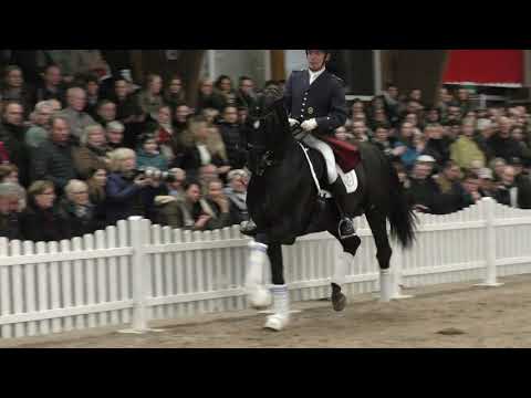 Auf der Hengstvorführung mit Livaldon