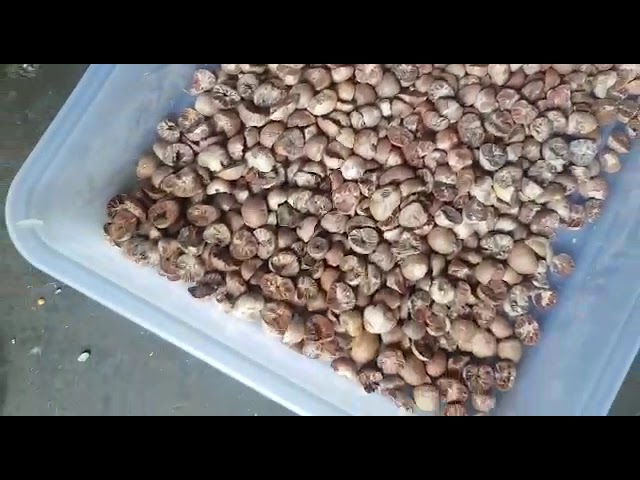 Groundnut Color Sorter Machine - Areca Nut Sorting Machine Trader ...
