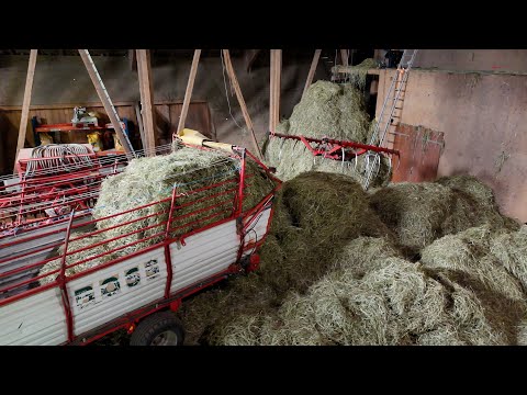 Heuernte für den Reitstall Wellberg 🇨🇭🐎 vom Feld bis zu den Pferden