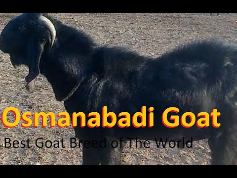 , title : 'Osmanabadi Goat Breed | Best Goat Breed in The World |'