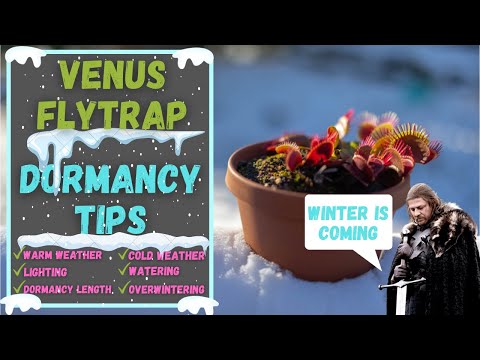 10 Venus Flytrap Winter Dormancy Tips & Tricks - Fly Trap Dormancy Simplified - Winter Is Coming!