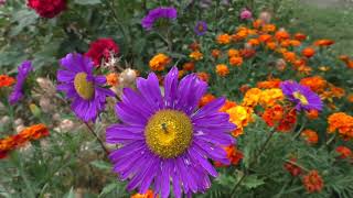 ����� �����