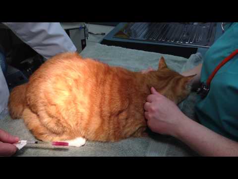 Quadriceps Intramuscular Injection in a Cat to AVOID PARALYSIS