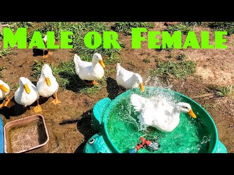 , title : 'Is Your Duck Male Or Female? | Why I Have Ducks'
