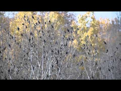 A Mixed Flock At East Road, 10/31/2015 (HD)