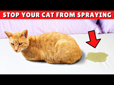 How To STOP Your Cat From SPRAYING Everywhere ✅