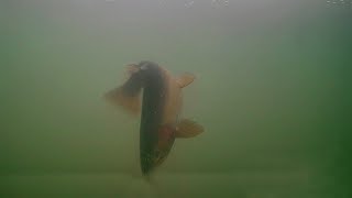 Giant Cutthroat! Ice Fishing Underwater Trout Footage