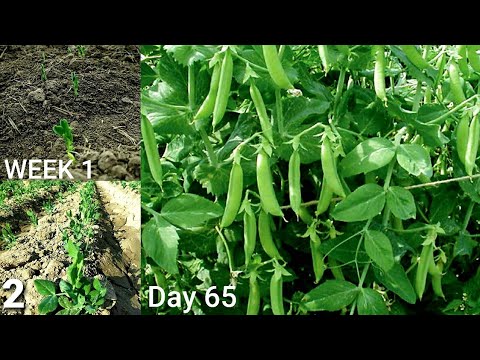 , title : 'How To Grow Peas From Seeds - Growing Green Peas From Sowing With Update | Snow Peas Caltivation'