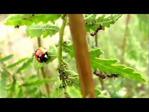 Божья коровка поедает тлю | Ladybug and aphid