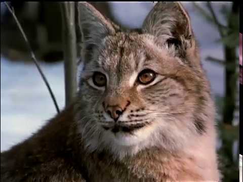 Рысь выходит на тропу (отрывок из фильма) / Lynx Follows the Path (movie snippet) (English Subt)