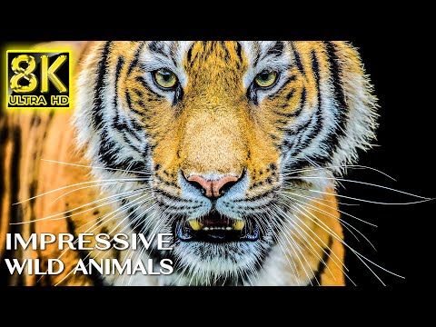 IMPRESSIVE Wild Animals in 8K TV HDR 60FPS ULTRA HD - Relax Music with Real Nature Sounds