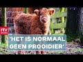 Schotse hooglanderkalf aangevallen door wolf & Oekraïense vluchtelingen naar school | Drenthe Nu