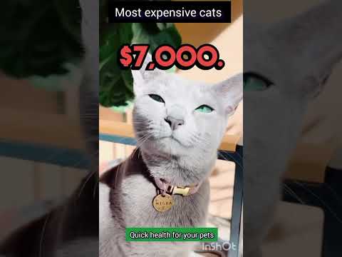 5 most expensive cat 😲