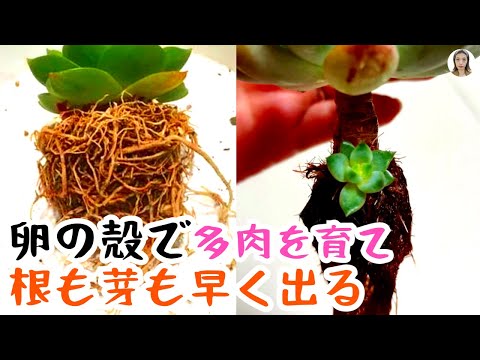 庭の卵の殻を使ってトマトを育てる