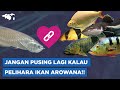 Ikan Hias Yang Bisa Dicampur Dengan Arwana