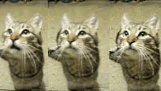 Cover art for Three cats in ipanema