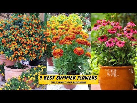 9 Best Summer Flowers that Won’t Stop Blooming