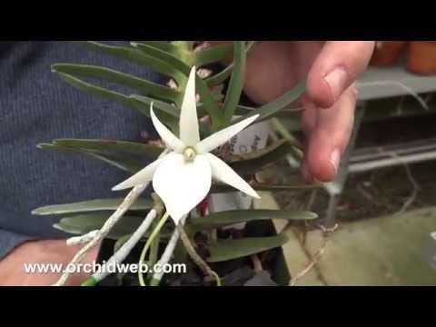 OrchidWeb - Angraecum didieri