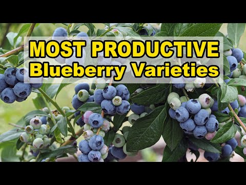 image-Is Blueberry and jamun same?
