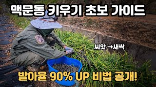 맥문동 열매 채취부터 씨앗 키우기! 초보자 100% 성공 방법 ????