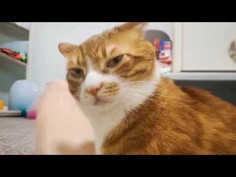 Les chats orange sont plus fous que vous ne le pensiez meilleures vidéos drôles de chats 2025