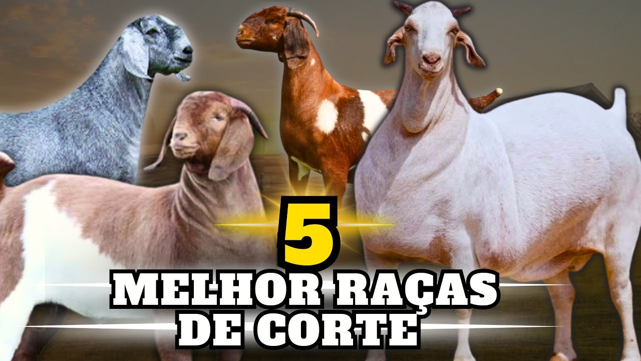 Os 5 MELHORES CAPRINOS de Corte que estão MUDANDO o SENÁRIO da pecuária no Brasil.
