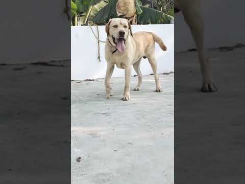 Labrador matting only