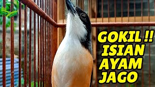 Download lagu GOKIL !!! Cendet Gacor Full Isian, Ada Ayam Jago, Indukan dan Anakannya mp3 Download lagu GOKIL !!! Cendet Gacor Full Isian, Ada Ayam Jago, Indukan dan Anakannya mp3