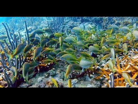 Vista Park Reef | Scuba Diving | Fort Lauderdale | Florida