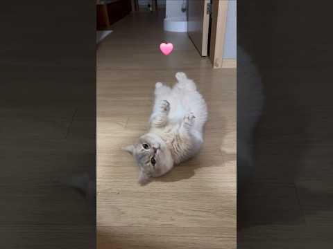 사람 차별하는 고양이