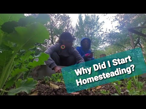 Why Did I Start Homesteading | Urban Homesteading