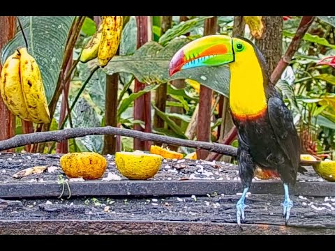Big-billed Toucan, Oropendola, and Jays Feast on Camera at Canopy Lodge | January 2 2023