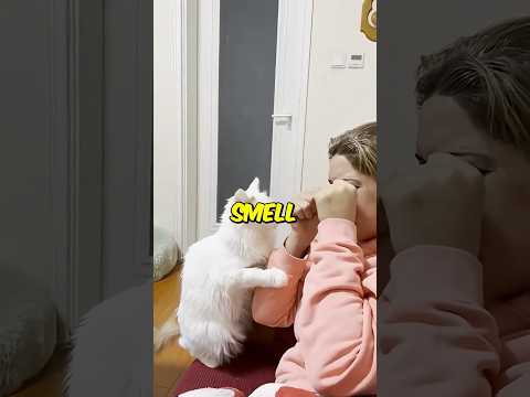 How Cats Use Scent to Own You