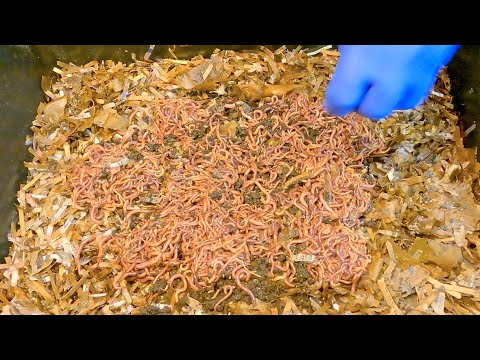 351-day worm bin harvested & red wigglers moved to new home - vermicompost