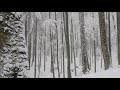 Relaxing Snowfall 2 Hours - Sound of Light Wind Breeze and Falling Snow in Forest