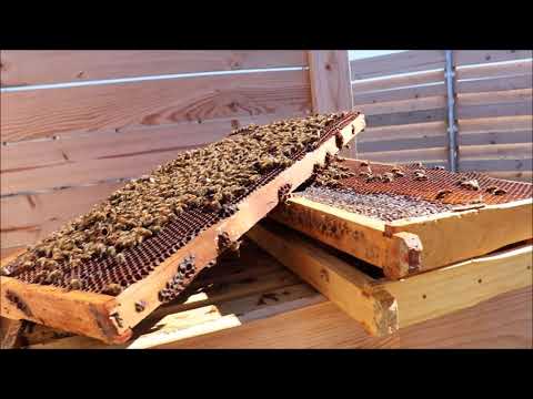 Recovery: Nosema and Chalkbrood (Queen Ann)