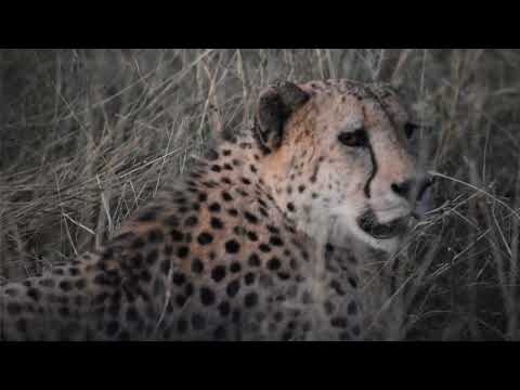 RHULANI MINUTE SAFARI - Old cheetah brothers resting