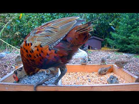~Bird Feeder Cam - Recke, Germany (Hedgehog & Bird watching) - BAŻANT , BOJOWE WRÓBLE , SIERPÓWKI ~