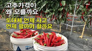 고추를 언제 사고 언제 팔아야 할까요/가격상승 이유