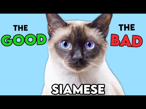 YouTube video about: Are siamese cats picky eaters?