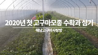 2020년 첫 고구마 모종 수확과 첫 고구마 심는 현장