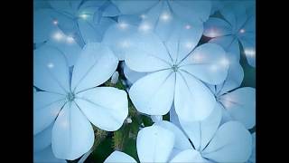 Wondrous Life Music Video