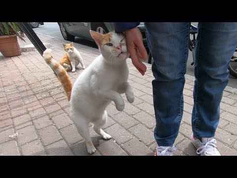 YouTube video about: How do cats say thank you?