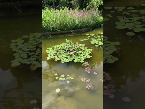 シダ、植物、湿った土、端、池、庭、プール、噴水