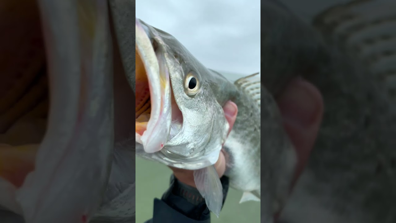 Where can I find sand trout in Texas? Tipseri