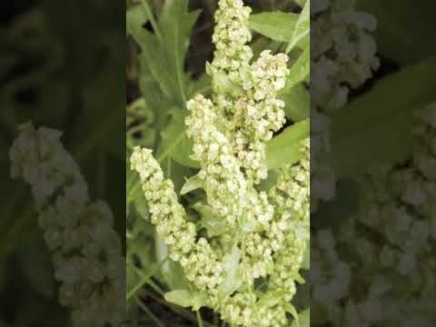 الكركديه  فوائده الطبية و وصفه ومنافعه 🩺🩺✅✅✅🌺🌺🌺🌺🌺