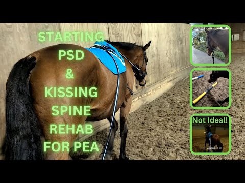 PSD and Kissing spine rehab starts for my Ex Racehorse || @melissa.emma.equestrian