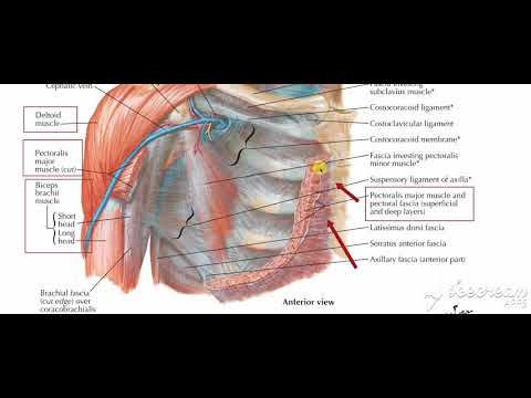 Pectoral fascia 2