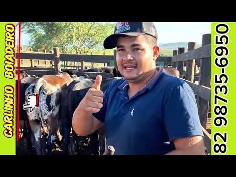 🔥🐂Feira do gado do alto Sertão Monte Alegre Sergipe #Brasil  05 Março 2026💥